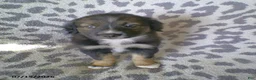 Miniature Australian Shepherd dogs for sale: Lilac - Ad 3