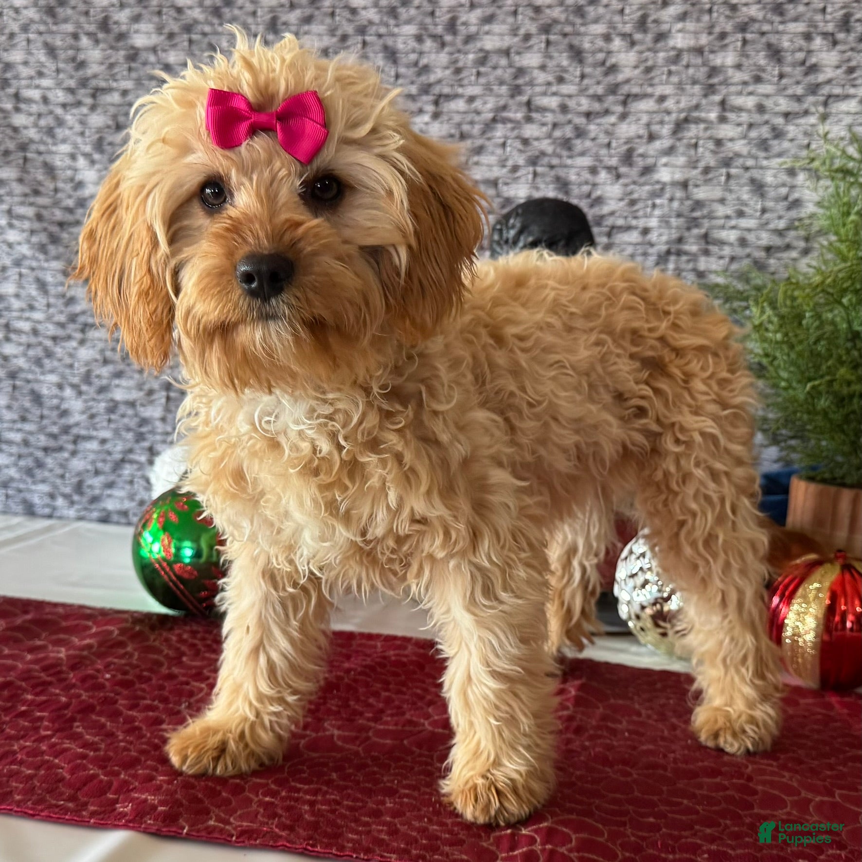 Cavapoo dogs Shelly - Ad 26