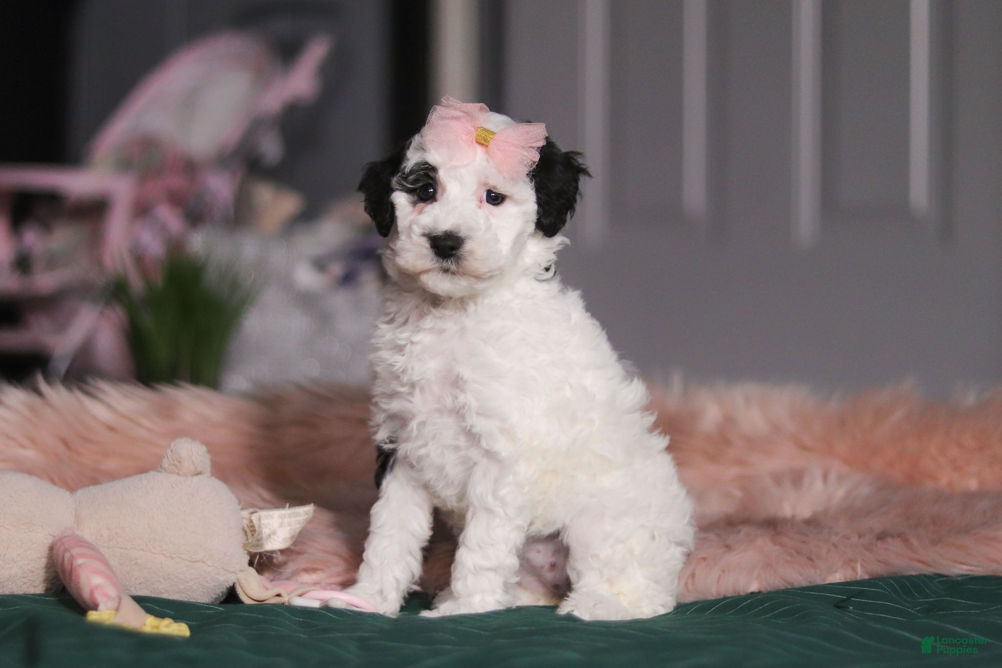 Miniature Poodle dogs Brianna - Ad 39