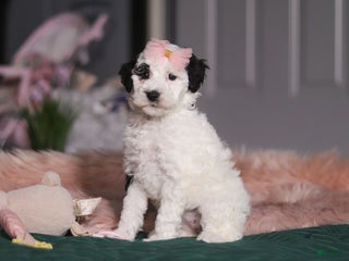 Miniature Poodle dogs Brianna - Ad 39