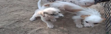 Mixed Breed 2