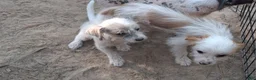 Mixed Breed dogs for sale: Mixed Breed 2 - Ad 1