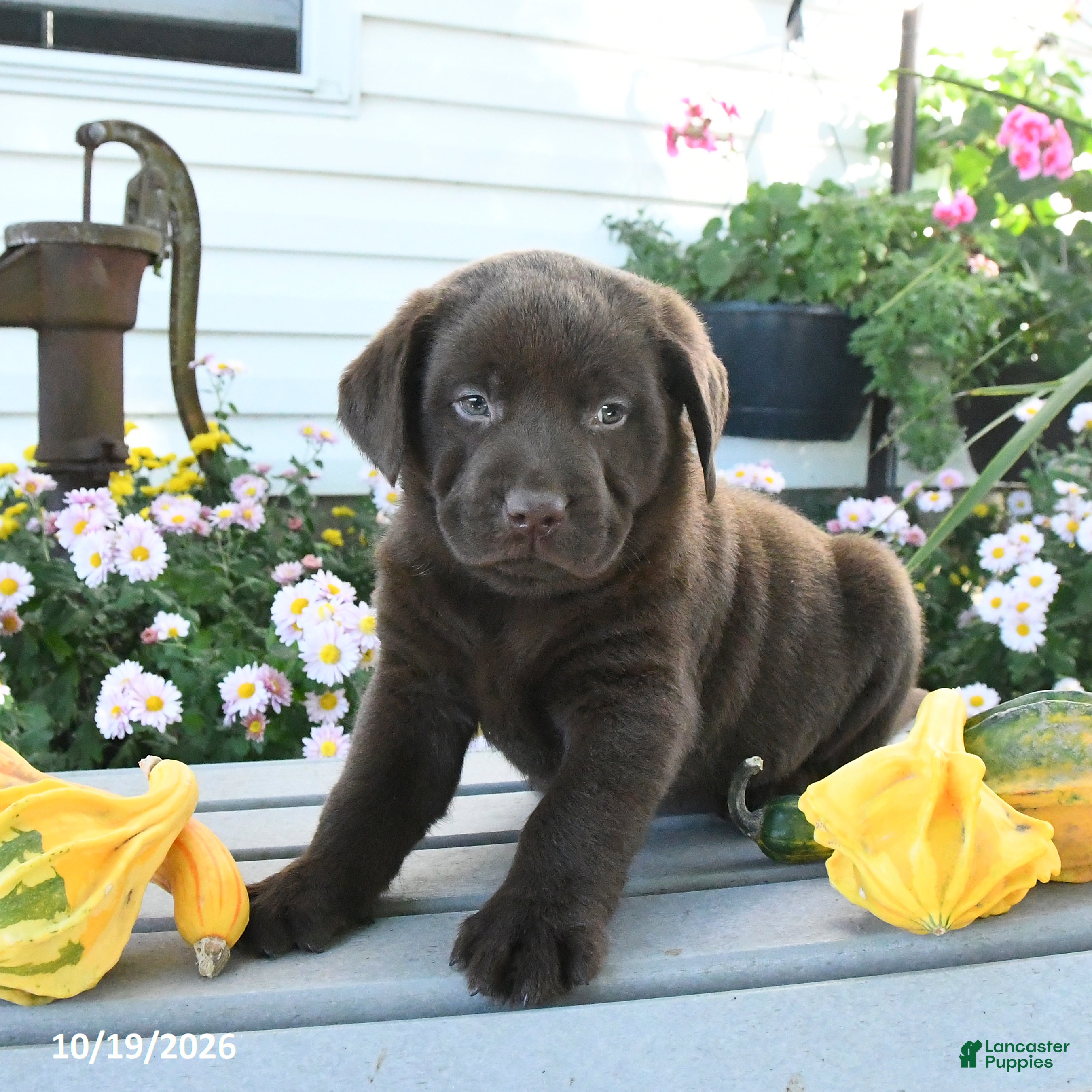 Labrador Retriever dogs Jaydon - Ad 2