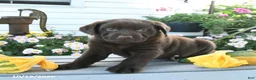 Labrador Retriever dogs for sale: Jaydon - Ad 2