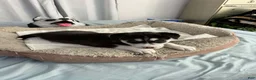 Siberian Husky dogs for sale: Bella - Ad 4