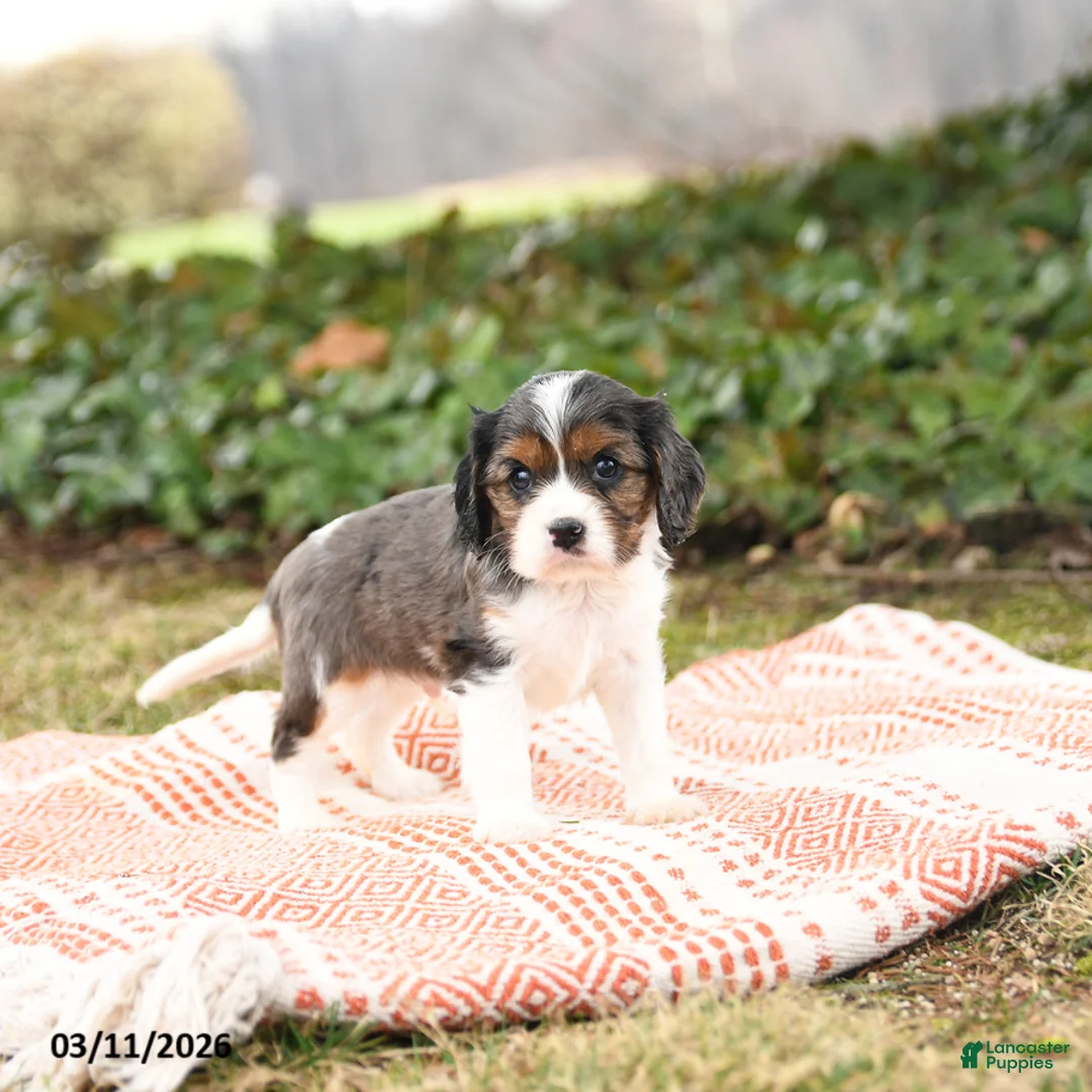 Cavalier King Charles Spaniel dogs for sale: Charlie - Ad 3