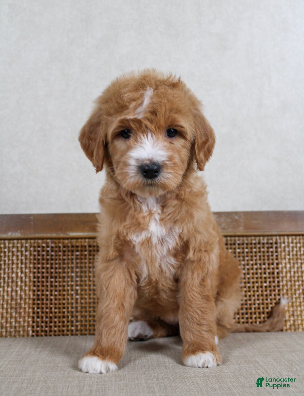 Goldendoodle dogs Coco - Ad 19