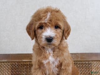 Goldendoodle dogs Coco - Ad 19