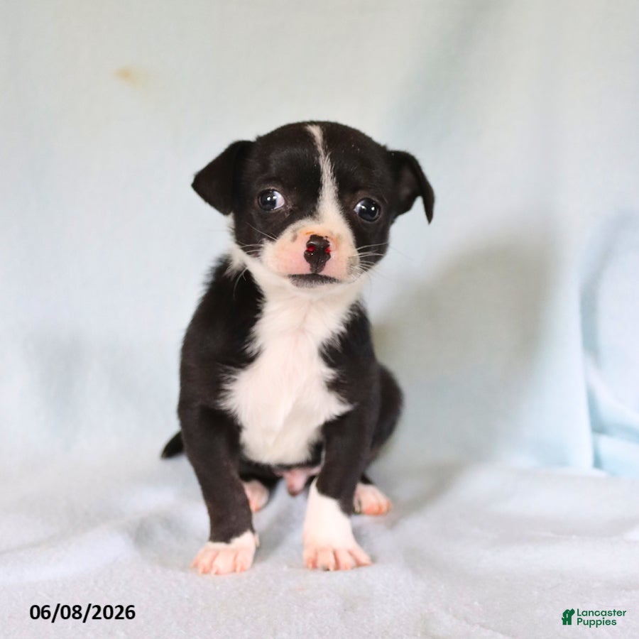 Chihuahua dogs Otis - Ad 2