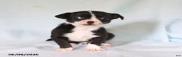 Chihuahua dogs for sale: Otis - Ad 2