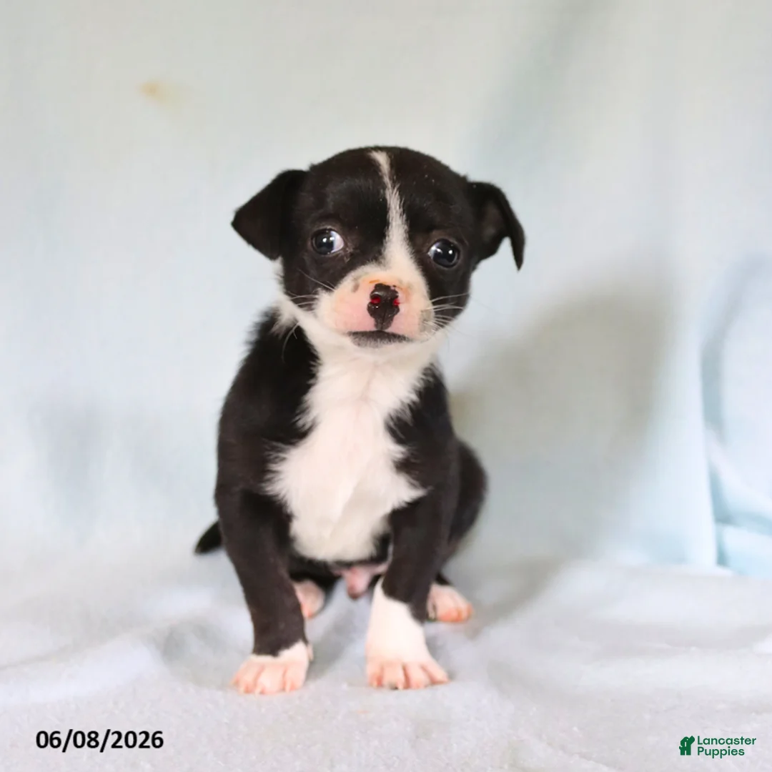 Chihuahua dogs for sale: Otis - Ad 2