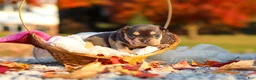 French Bulldog dogs for sale: Pumpkin - Ad 8