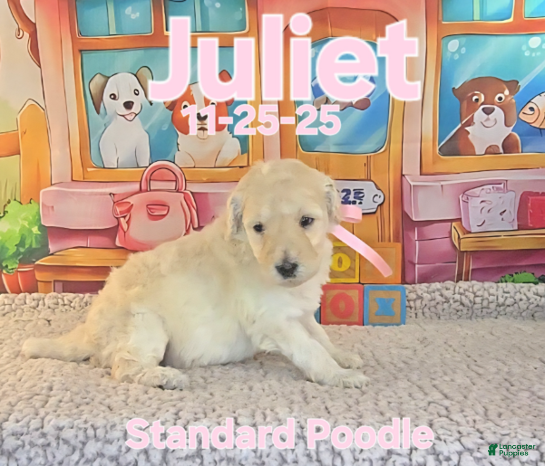 Standard Poodle dogs for sale: Juliet - Ad 2