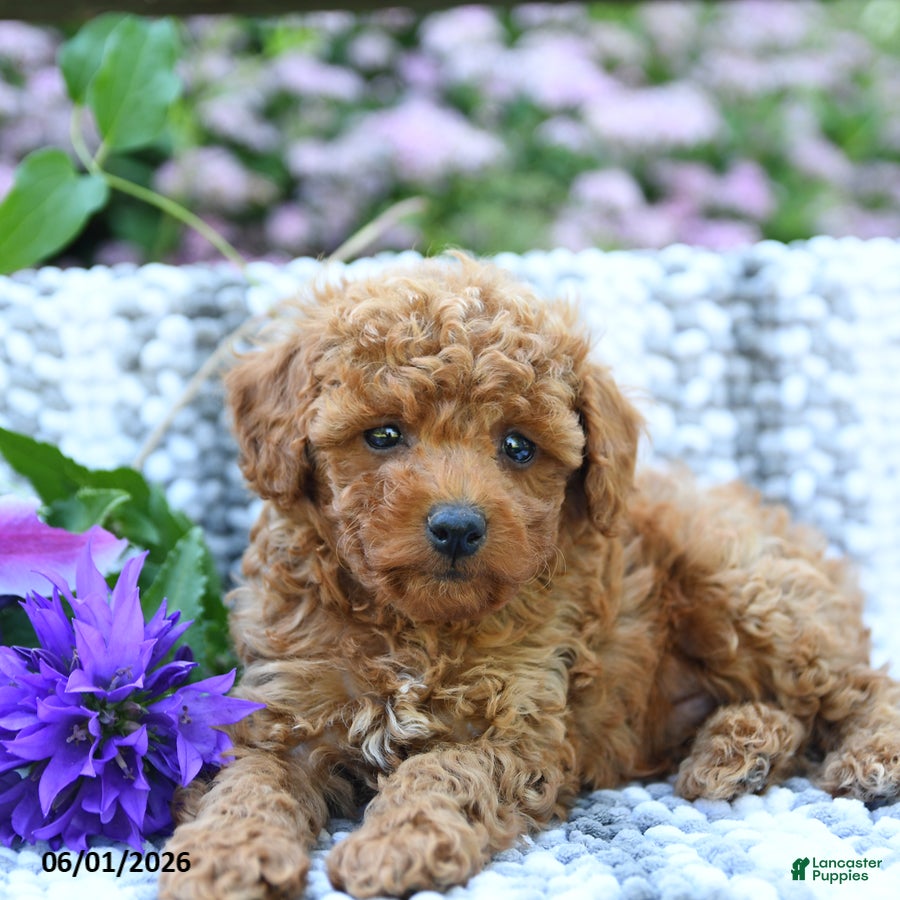 Miniature Poodle dogs for sale: Colton - Ad 3