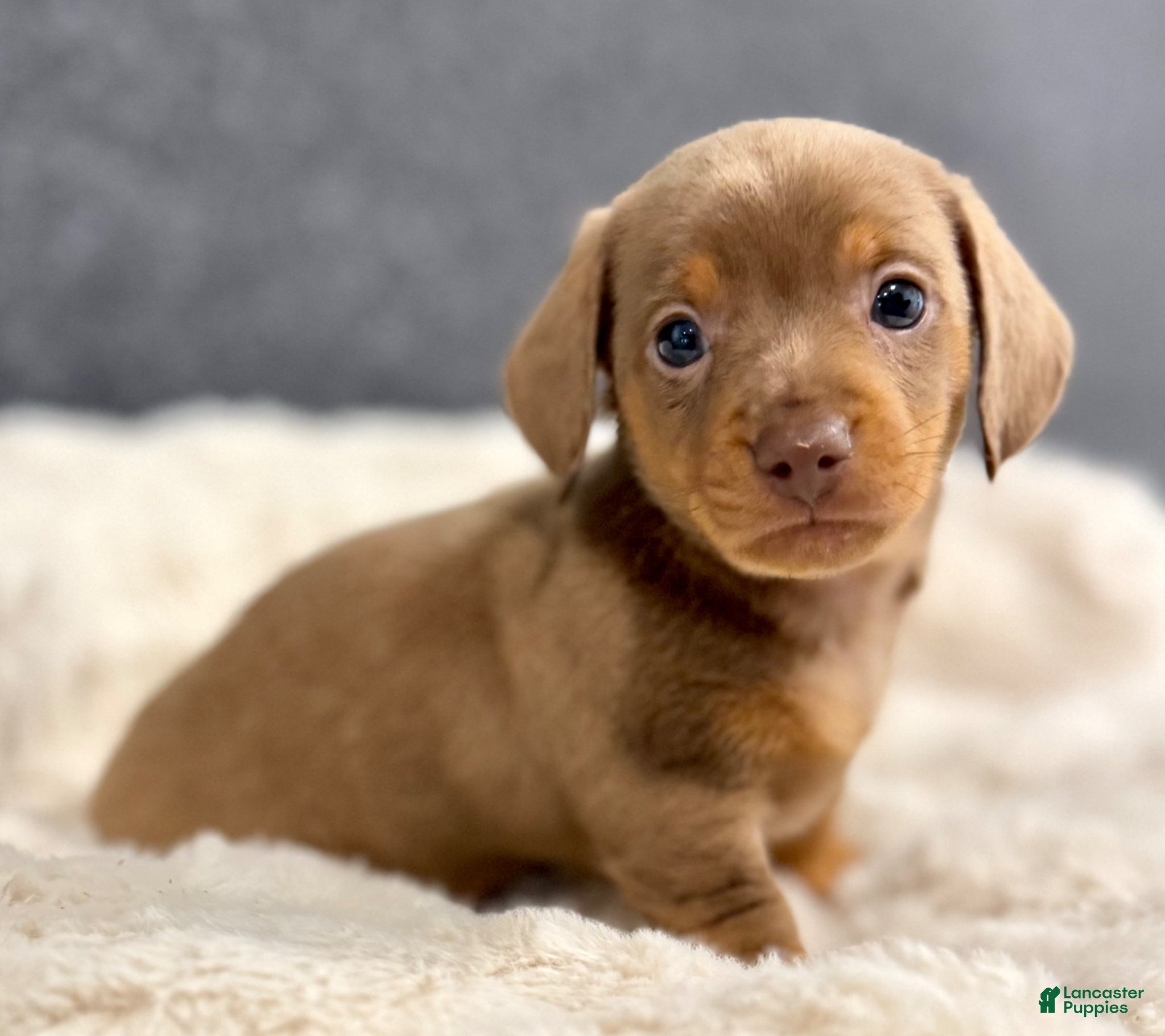 Miniature Dachshund dogs for sale: Milly - Ad 5