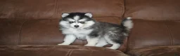 Pomsky dogs for sale: Daisy READY NOW - Ad 1