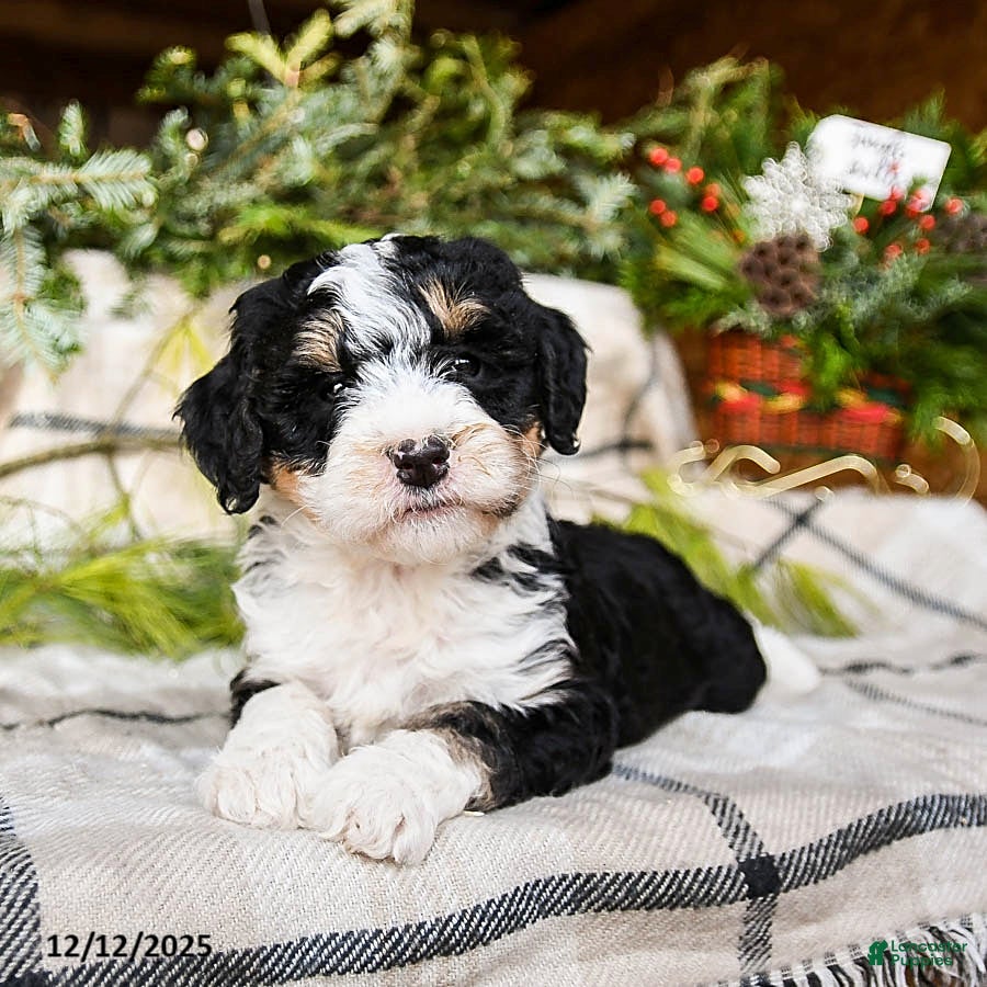 Mini Bernedoodle dogs Maple   - Ad 15