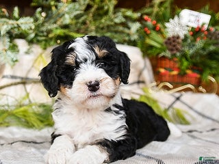 Mini Bernedoodle dogs Maple - Ad 16