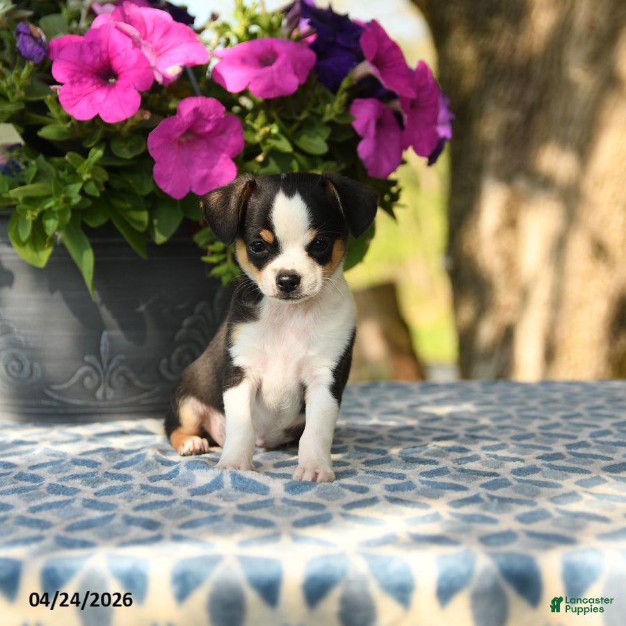 Chihuahua dogs Reagan - Ad 1