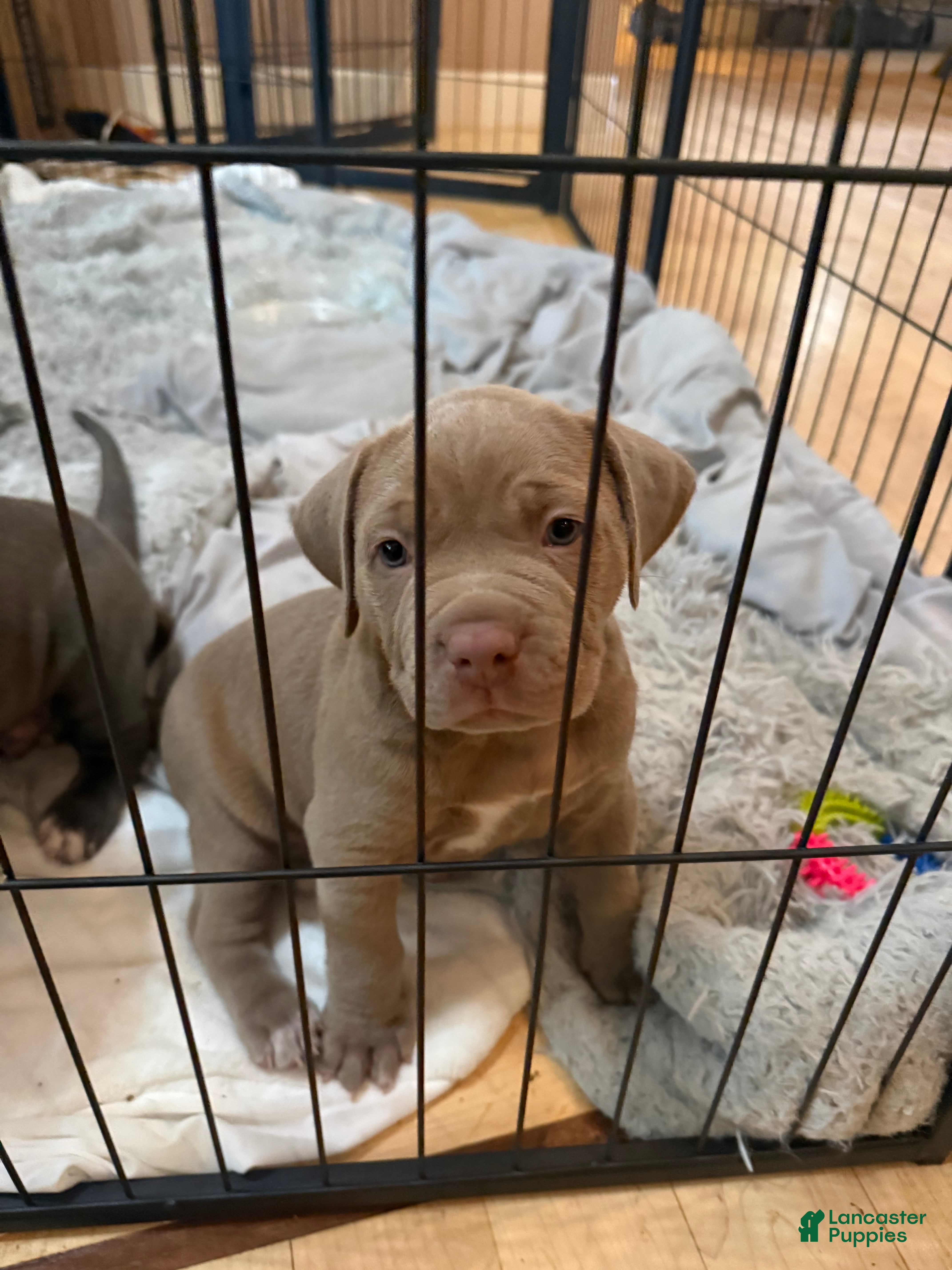 American Pit Bull Terrier dogs for sale: Pup7 - Ad 1