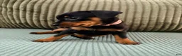 Miniature Pinscher dogs for sale: Lily - Ad 2