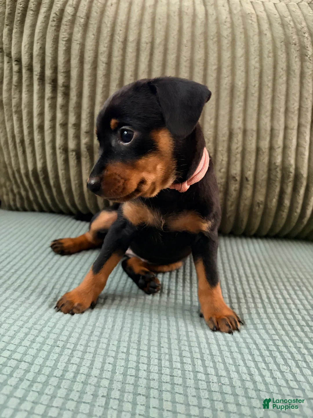 Miniature Pinscher dogs for sale: Lily - Ad 2