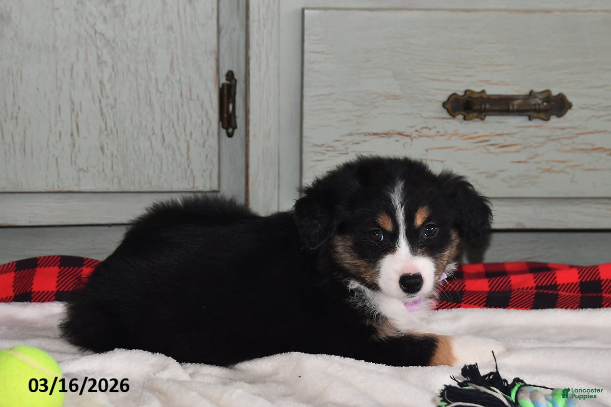 Australian Shepherd dogs Lucy - Ad 2