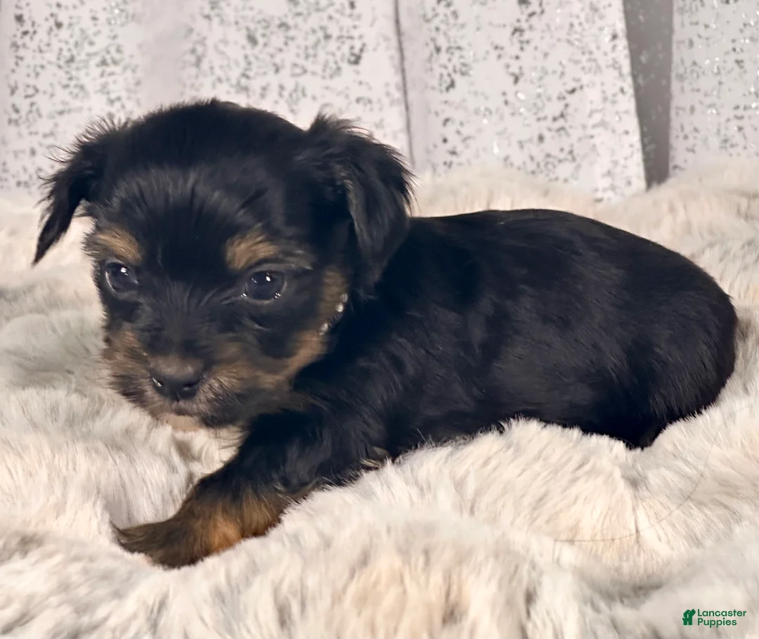 Yorkshire Terrier dogs for sale: Bean -male Yorkie  - Ad 2