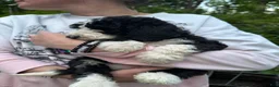 Mixed Breed dogs for sale: Jack - Ad 7