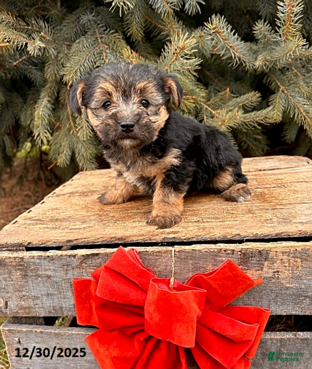 Morkie dogs for sale: Murphy - Ad 2