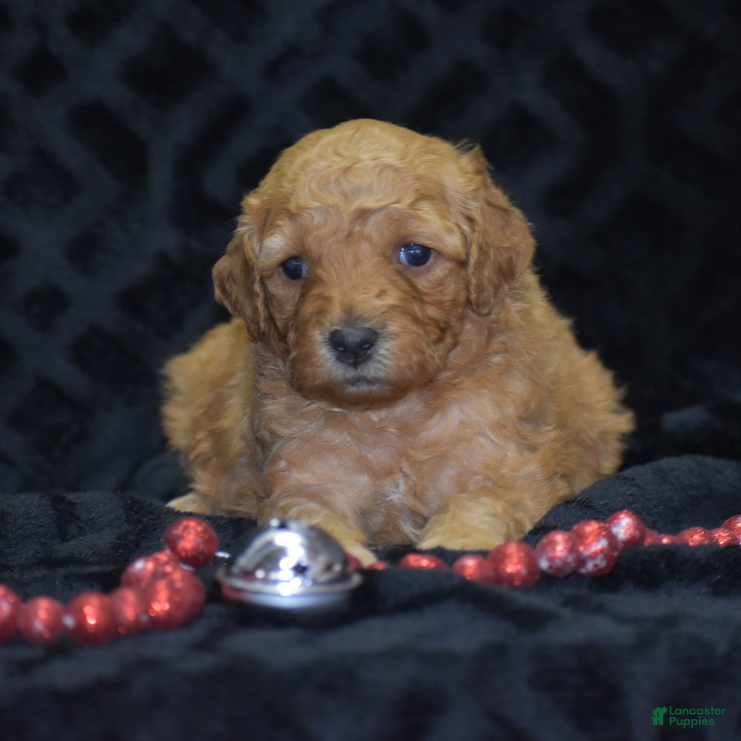 Mini Goldendoodle dogs for sale: Glaze - Ad 5