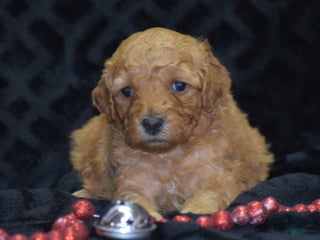 Mini Goldendoodle dogs Glaze - Ad 42