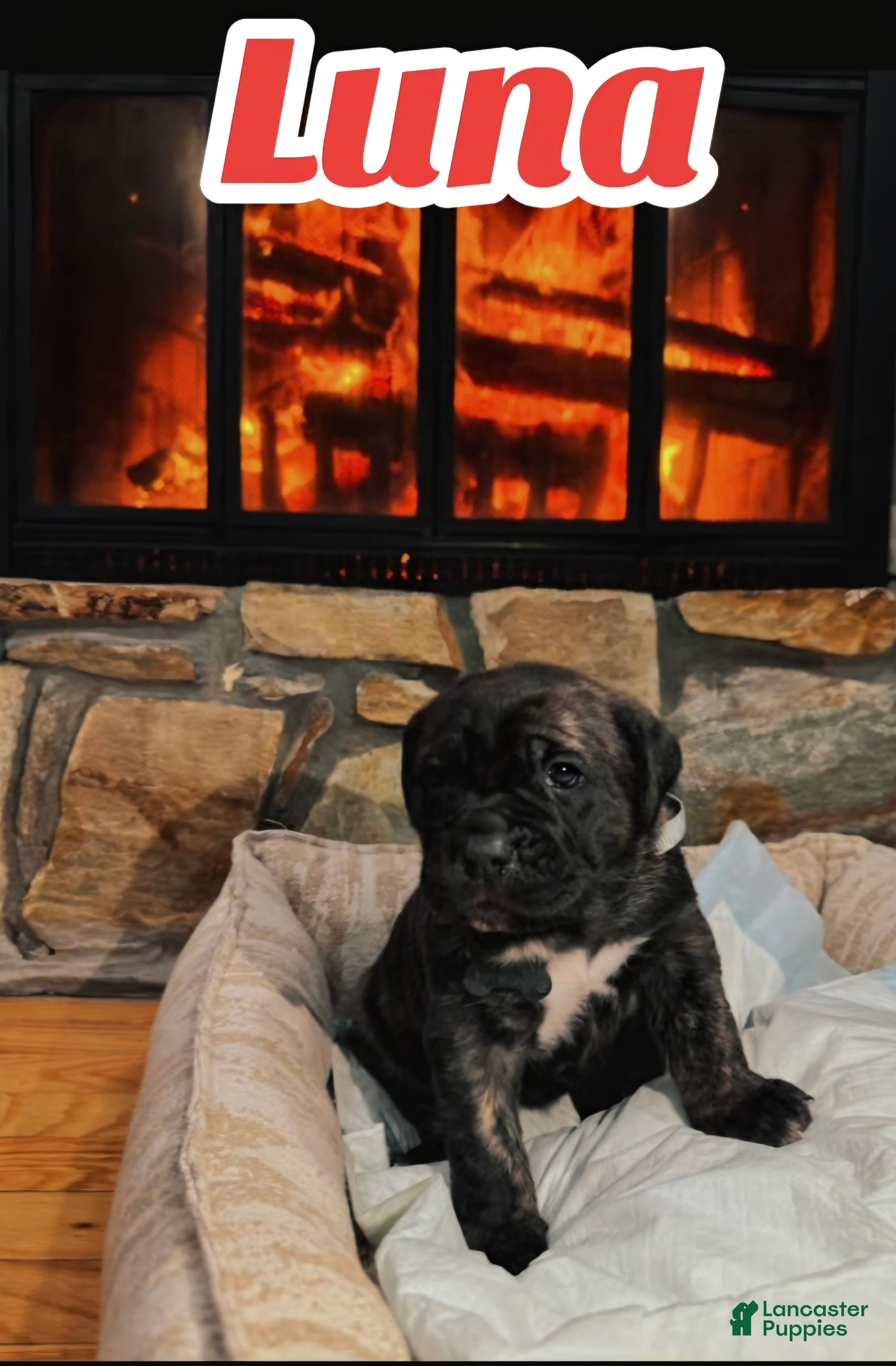 Cane Corso dogs Luna - Ad 1