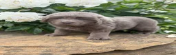 Newfoundland dogs for sale: Phoenix DNA clear OFA - Ad 6
