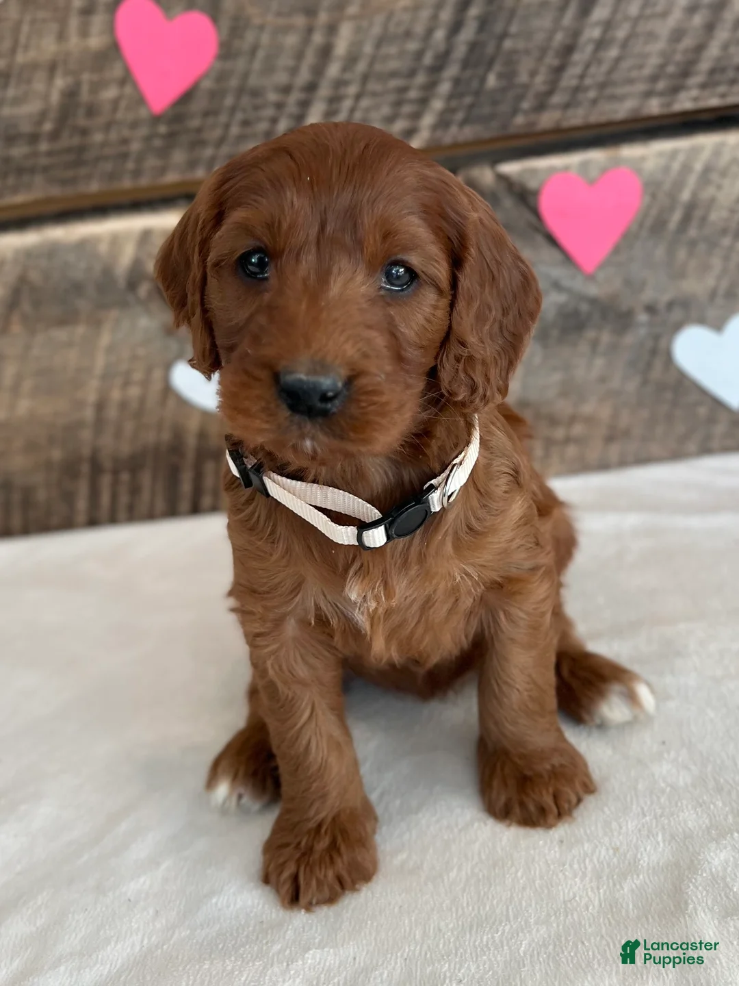 Irish Doodle dogs for sale: Sage - Ad 20