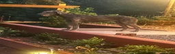 Irish Wolfhound dogs for sale: 4 Males, and 2 Females - Ad 2