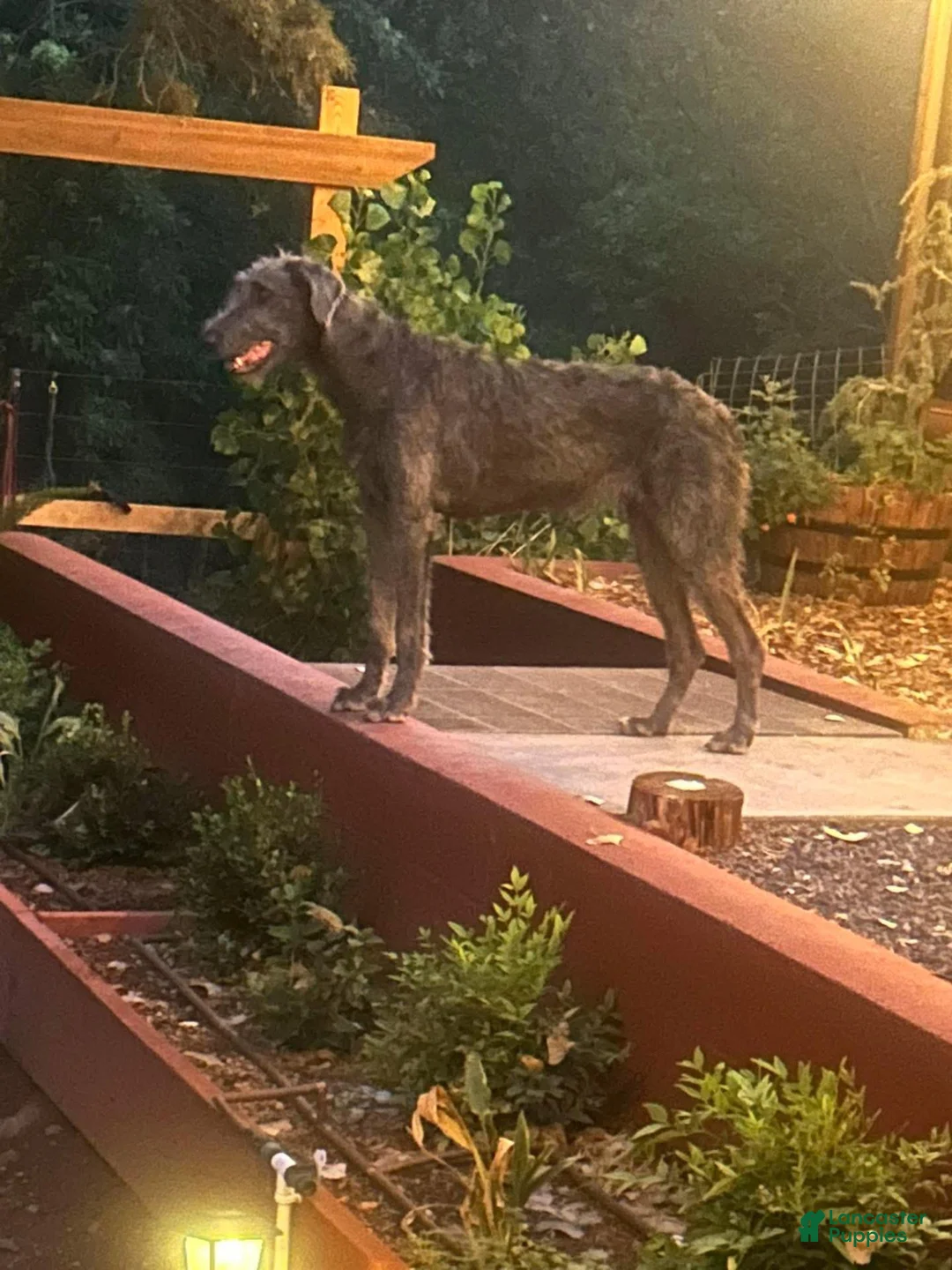 Irish Wolfhound dogs for sale: 4 Males, and 2 Females - Ad 2