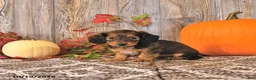 Dachshund dogs for sale: Tilly - Ad 4