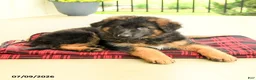 German Shepherd dogs for sale: Roselle - Ad 5