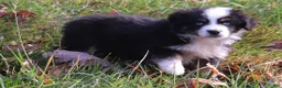Miniature Australian Shepherd dogs for sale: Black Tri Male - Ad 3