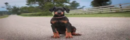 Doberman Pinscher dogs for sale: Griffin - Ad 7