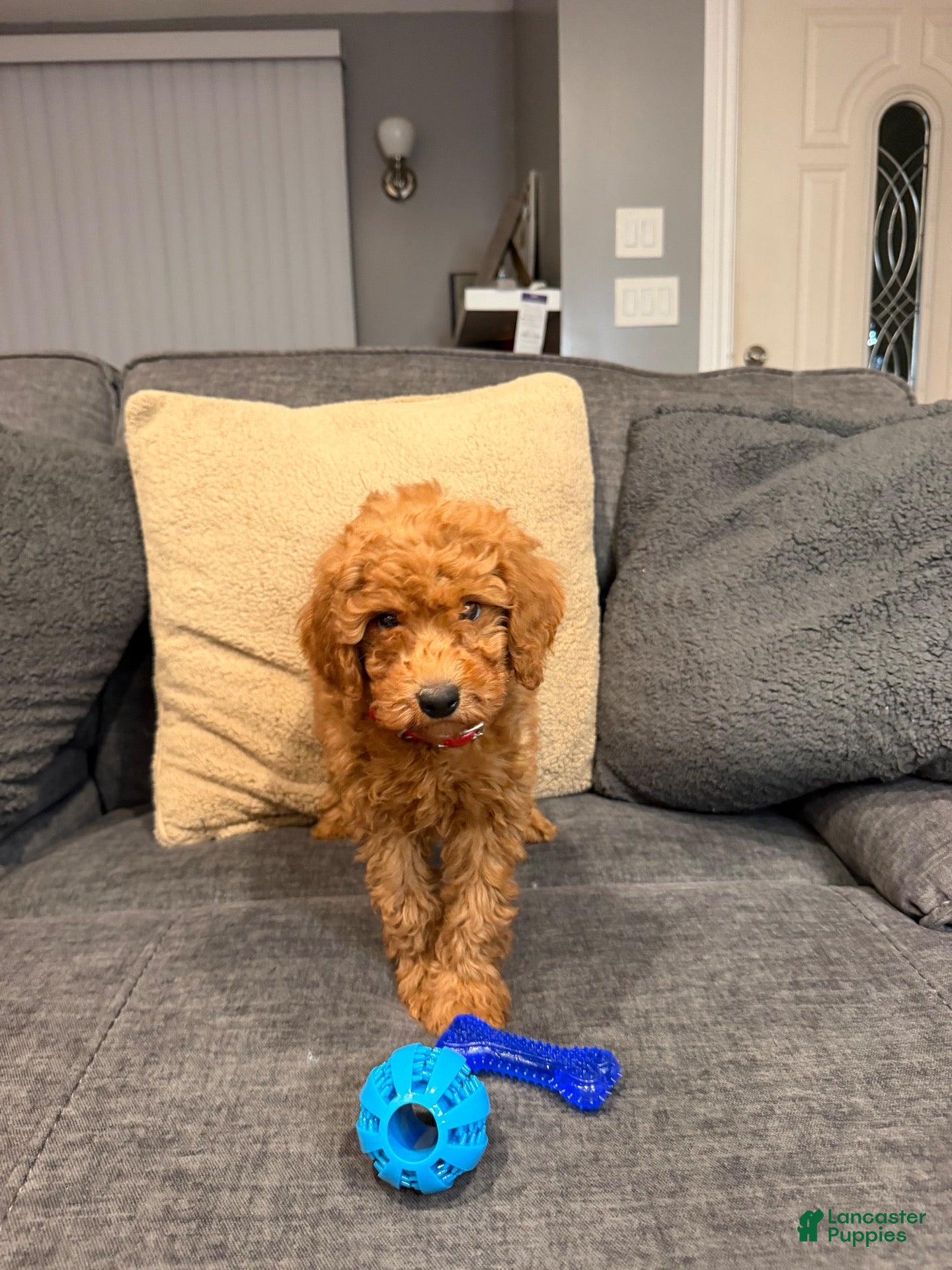 Mini Goldendoodle dogs Mochi - Ad 12