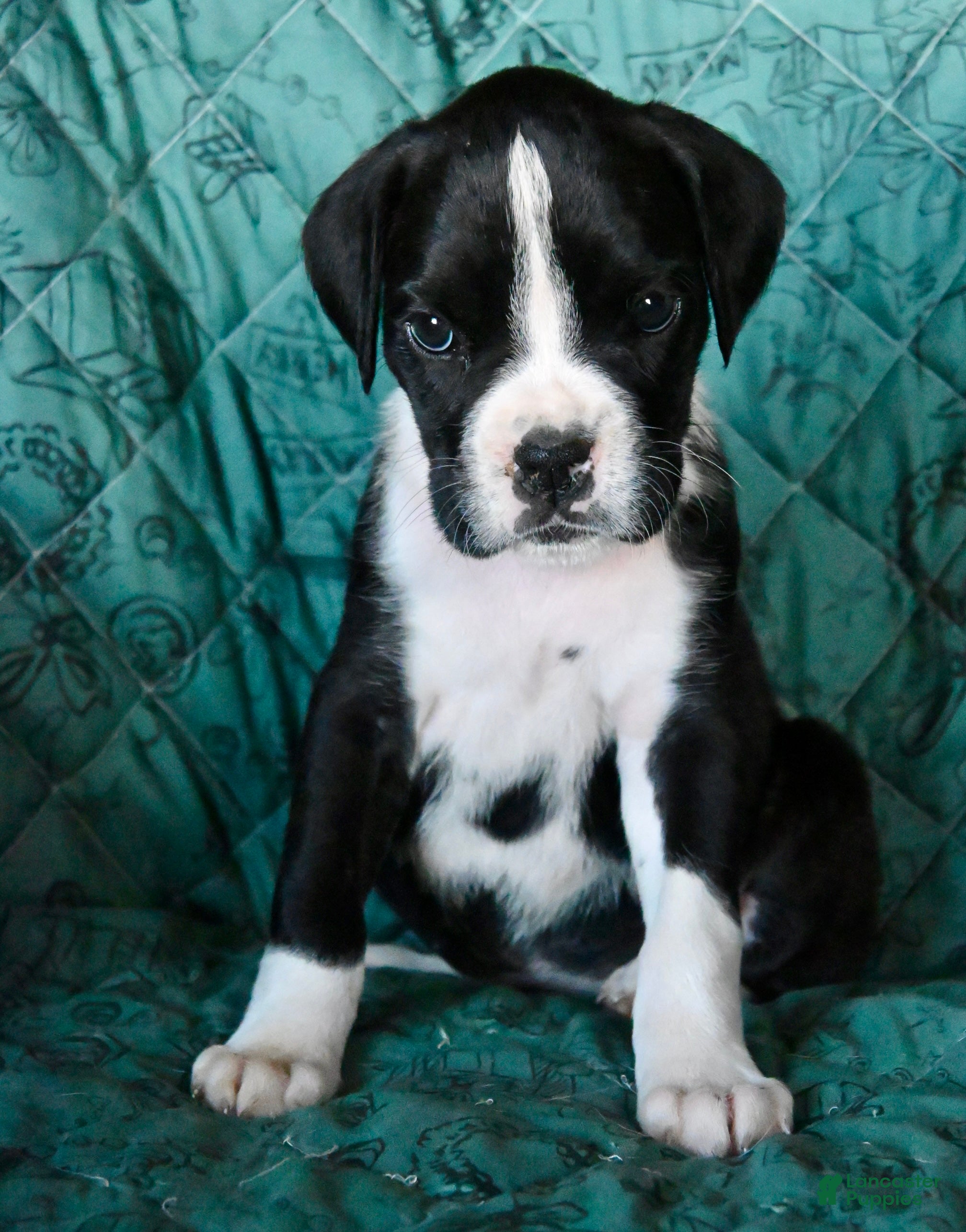Boxer dogs Princess  - Ad 1