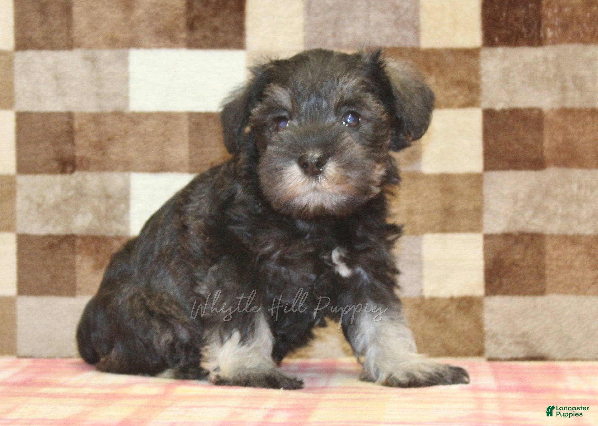 Miniature Schnauzer dogs Elsa - Ad 1