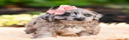 Yorkiepoo dogs for sale: Gucci - Ad 3