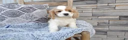 Cocker Spaniel dogs for sale: Rita - Ad 5
