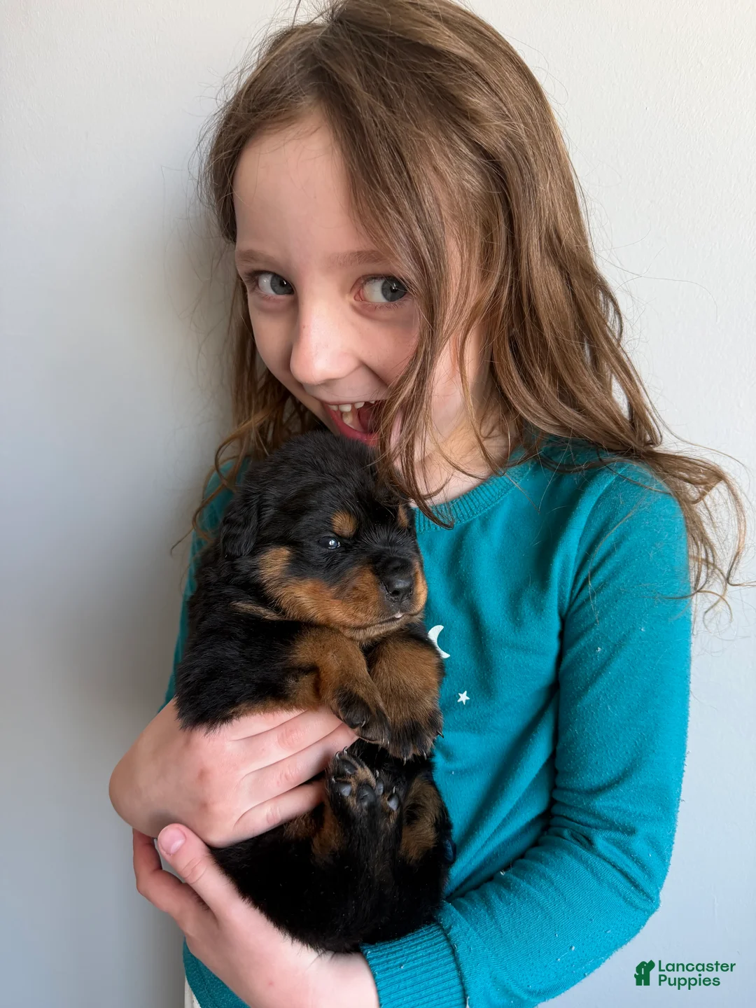 Rottweiler dogs for sale: Bear - Ad 3