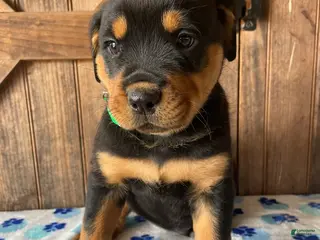 Rottweiler dogs Grant - Ad 2