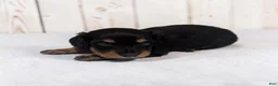 Miniature Dachshund dogs for sale: Blake - Ad 2