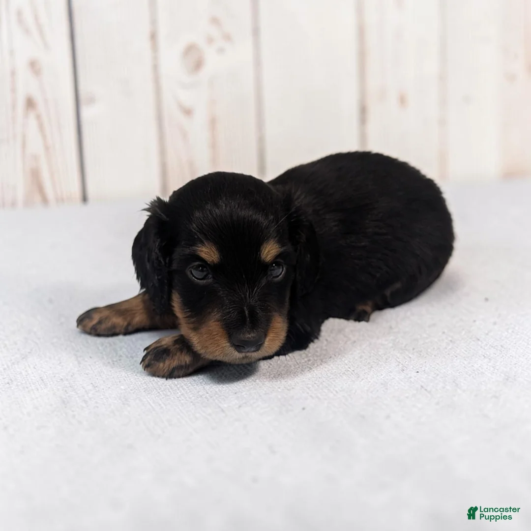Miniature Dachshund dogs for sale: Blake - Ad 2
